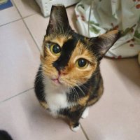 Lin (@whacfki8hk3oqo7) 's Twitter Profile