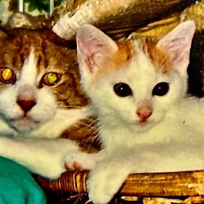 YMcBcHT9c918706's profile picture. 猫好きの隻眼無名のラノベ書き。 あちこち手術して同僚にサイボーグ呼ばわりされてるぞ！現在はアルファポリスで愛猫をモデルにした作品を掲載中。 アニメと漫画と特撮が大好きで偏った無駄知識で周りに迷惑ばかりかけているオジサンだ！ プライバシーに配慮無いDMのやり取りはご遠慮いただいてます。現在視力が安定していません。