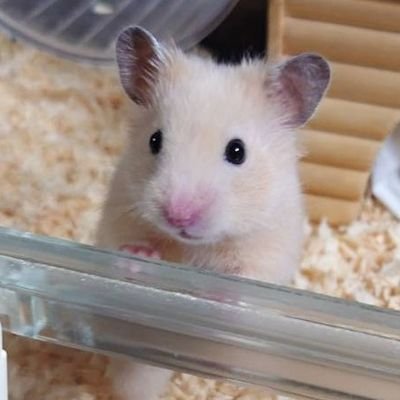 ゆのっち【雪民】さんのプロフィール画像