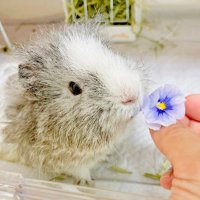 つむぎ🐹&Yo. (@m_chan_house) Twitter profile photo