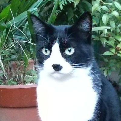 ManiaczNft84984's profile picture. 