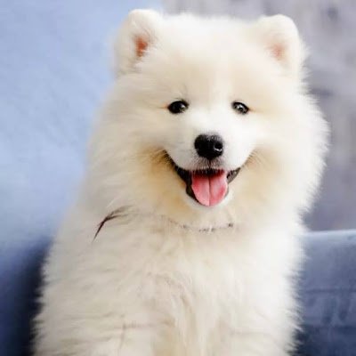 VikashKuma33287's profile picture. 
