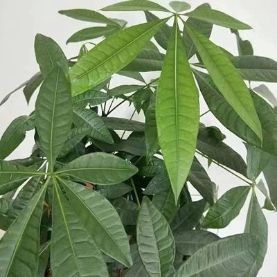 qiji860208's profile picture. 区块链爱好者