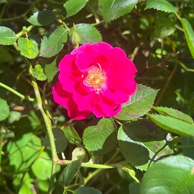 SaneMommy's profile picture. 