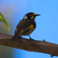 yarra (@abhi_acc) 's Twitter Profile