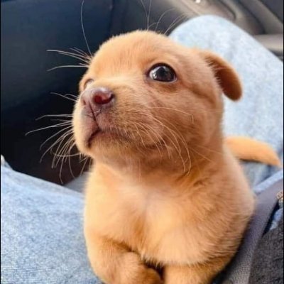 kassandramirel1's profile picture. 🇺🇸 Biden Harris 🇺🇸 BLM #EQUALITY 🏳️‍🌈 Ally 🏳️‍🌈 #IStandWithUkraine ⭐️ Woke AF! ⛔️maga⛔️ No DMs or Lists