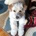 Woof'relius (@xaureliusx) Twitter profile photo Woof'relius (@xaureliusx) Twitter profile photo