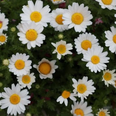 _j3llybear's profile picture. 