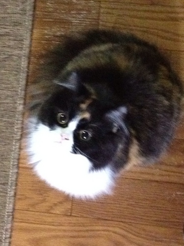 千葉から大阪引っ越してきました。まだｷﾞﾘ仔猫のスコ♀ひなたに毎日癒されてます☆猫ﾁｬﾝ仲間募集中です♪後、脳動静脈奇形で3年前倒れた兄が居ます。介護についてなど意見交換出来たら嬉しいです。