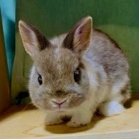 chibiusaginobun's profile picture. 2021年3月28日うまれ🐰ネザーランドドワーフの男の子ぶんです！🍫毛並みはブロークンチョコレート。ところどころ白ぶちです。🧦白いソックスはいてます。ピョンピョン飛ぶのが得意です！📷動きが素早くて静止画がうまく撮れません💦 無言フォロー失礼します🐇うさぎ子育て初心者ハラハラドキドキ💓の毎日です！