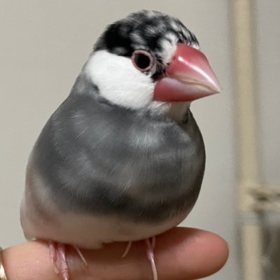 morry_48's profile picture. 英語ペラペラになりたい。でも筋肉です。
鳩胸になりたい文鳥
@LondonU