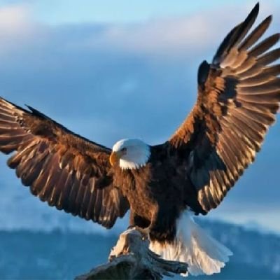 ashanthan03's profile picture. 