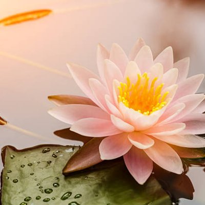 FredFrenhood's profile picture. Rauhan löytäminen kaaoksen keskellä, aivan kuin lootus. Lootuskukka kukkii kauneimmin." "Ole kuin lootus. Anna sydämesi kauneuden puhua.