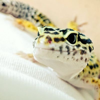 ハイイエロー
この子らに光を
この子らを世を照らす光に。