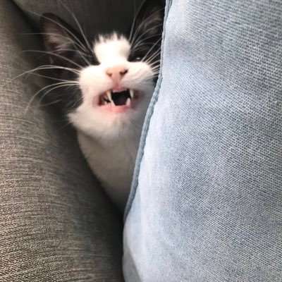 American. lived in the UK for 40 years.Conservative. Free speech /small state. We have run out of time. And I am not backing down.I do not answer DMs.Cats rule.