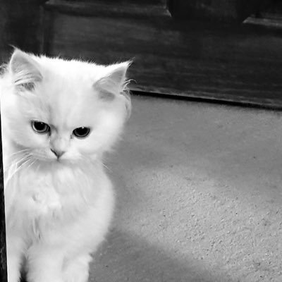 manotaib's profile picture. 