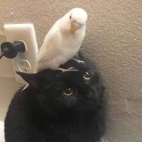 HeadBomba (@headbomba) 's Twitter Profile