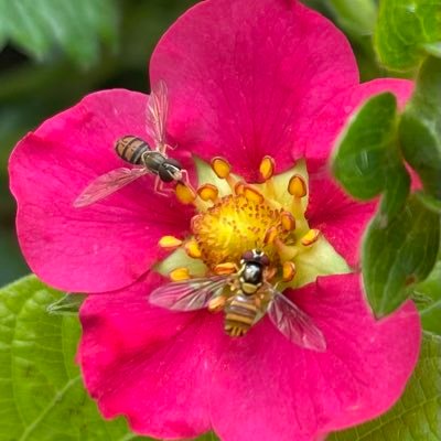 UCantFoolMom's profile picture. Garden like your life depends on it! 🫐🥕🥦🍓🧄 / It Costs Nothing To Be Kind 🌸 Aggie Mom living in Dawg country👍🏻 #GigEm 🇺🇸 🙏🏼#GodWins