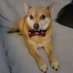 Fantastic Mr. Fox (@funtasticmrfoxx) Twitter profile photo Fantastic Mr. Fox (@funtasticmrfoxx) Twitter profile photo