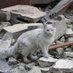 Gaza Animal Aid (@gazaanimalaid) Twitter profile photo Gaza Animal Aid (@gazaanimalaid) Twitter profile photo