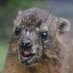 really scary dassie🪨 (@grahhzilla) Twitter profile photo really scary dassie🪨 (@grahhzilla) Twitter profile photo