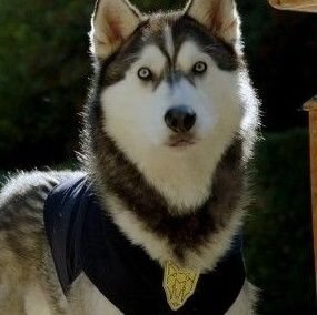 D_O_GPupAcad's profile picture. My name is Christopher, but you can call me D.O.G. I am the leader, and founder of Pup Academy. @GruffPupAcad is my mate. 🧡🫶