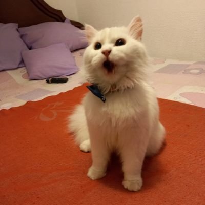 Cuenta alterna de @ Katscarey
Adoro los gatos. Memes y más memes 😂