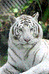 Wildlife rescue that's takes in local wildlife and unwanted exotic pets.