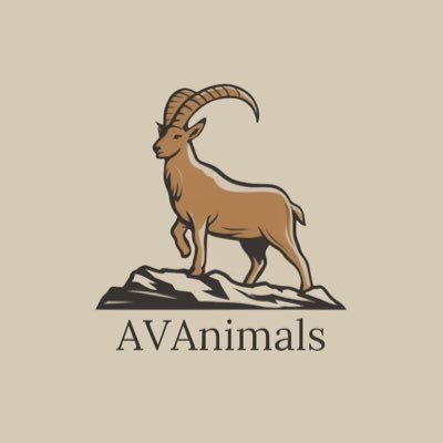 AVAn1mals's profile picture. AVAnimals is a pixel NFTs with charity intentions┃Discord community- https://t.co/B0e2y240qj┃https://t.co/gd8Ba0ivZY┃@base┃