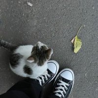 L (@_a64n) 's Twitter Profile