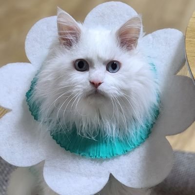 paleblu♡페블깨비😼😽💕🩵さんのプロフィール画像