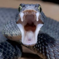 H2oSnake (@imvenomoustruth) 's Twitter Profile