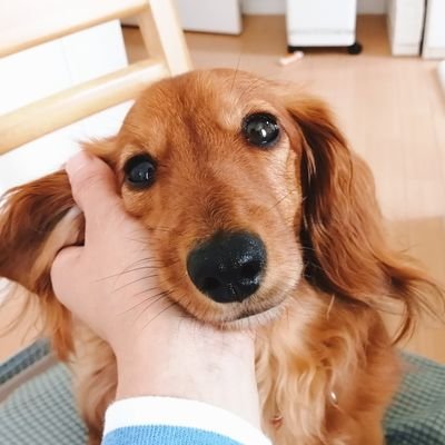 2014年産まれの双子、夫、カニンヘンダックス♂と暮らしています。ときメモが好物♡パート主婦による雑多な日常ツイート垢。