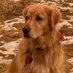 Scout, A Golden Retriever (@sharonleeprince) Twitter profile photo Scout, A Golden Retriever (@sharonleeprince) Twitter profile photo