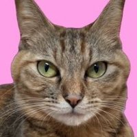 ルナとナナ🐈 (@lu24_na) 's Twitter Profile Photo ルナとナナ🐈 (@lu24_na) 's Twitter Profile Photo