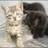 KittyTricolor's profile image