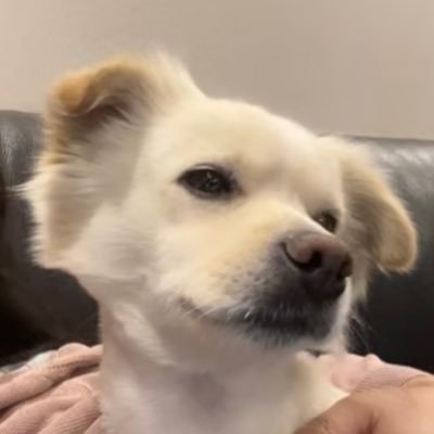 The Sims fan
Watercolor artist
Service Designer
Dog Owner
ENFP