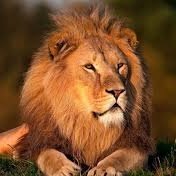 SaifSassi142063's profile picture. actif m'en soussa 🍆♥️