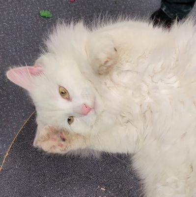 Sommarffxiv's profile picture. Gamer | Casino IT | Cyber Security Graduate