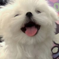 쥬🐶 (@jyuluvb) 's Twitter Profile Photo 쥬🐶 (@jyuluvb) 's Twitter Profile Photo