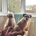 i iZ gUs dA eNeMeE (@bunnersandharvs) Twitter profile photo i iZ gUs dA eNeMeE (@bunnersandharvs) Twitter profile photo