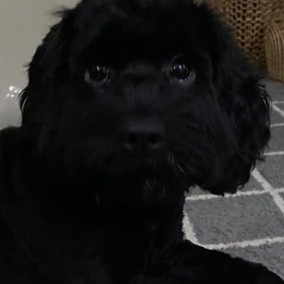 Bean_cazza's profile picture. 