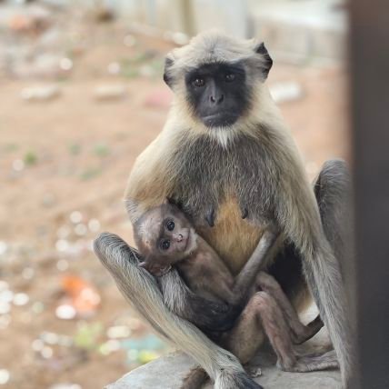 lucilucife85656's profile picture. 