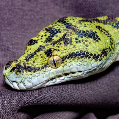 Coding, Linuxing, networking, photographing and teaching my knowledge. Pet snakes holder.
Used to be PHP release manager and contrib, now retired.