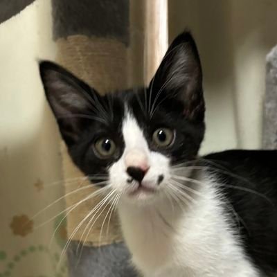 lale037's profile picture. 元SINoALICE朝帯魔攻前衛です。FGOもやってます。なにしようか考え中。