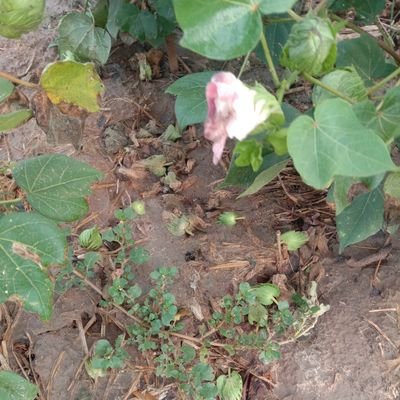 Rajendr10892680's profile picture. இராமநாதபுரம்