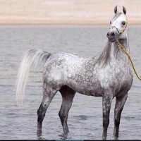 عبدالرحمن المطيري (@aa305a) Twitter profile photo
