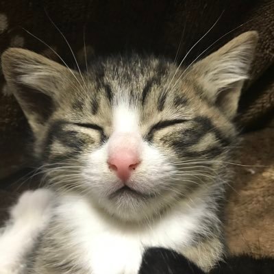 sasaki_kuniyuki's profile picture. タミヤＭＭ、マシーネンクリーガー、ガンプラを作ります。ワールドトリガー読みます。ネコ好きです。よろしくお願いします。