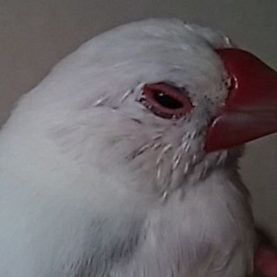 白文鳥の白子分(♂)は虹の橋へ行っておやびん待ちです。浦和レッズ、Duran Duran、Sting、Spitz、横溝正史氏、東山魁夷画伯、編み物、カフェラテ、食べる事、カラオケ、都市伝説、オカルト、未解決・解決事件が大好き♪一番の仲良しは @VisariaLugosi ちゃん♪脳内にわいたイミフな言葉を呟いてるよ♪