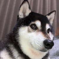 セラム (@seramu0919) 's Twitter Profile